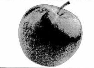 Apple — Manish Solanki